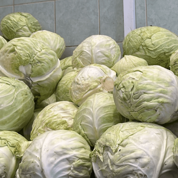 Cabbage