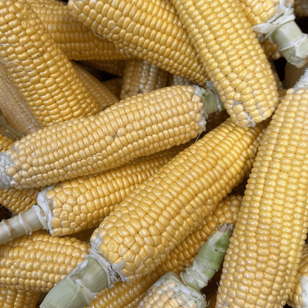 Fresh Corn