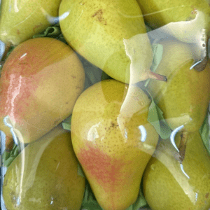 Lebanon Pears