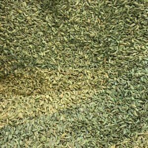 Fennel Seed (India)